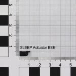 ACT/SLEEP (K1) BEE