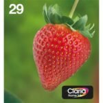 Multipack 4-Colours 29 Easymail